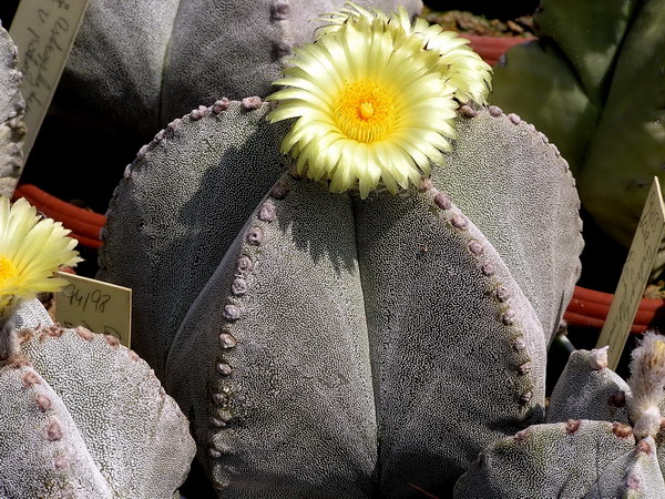 (Astrophytum myriostigma) „Bischofsmütze"