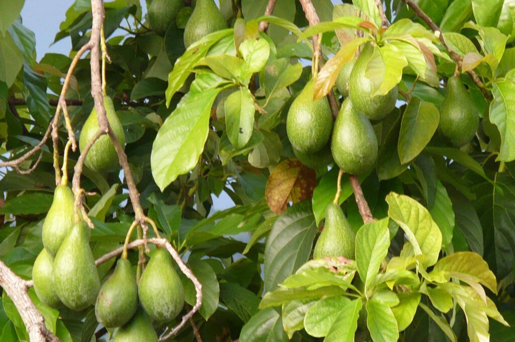 Avocado, amerikanischer Lorbeer (Persea americana)