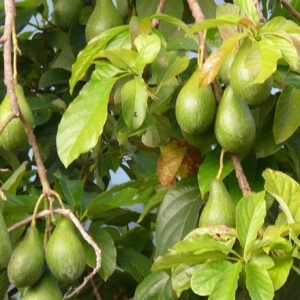 Avocado, amerikanischer Lorbeer (Persea americana)