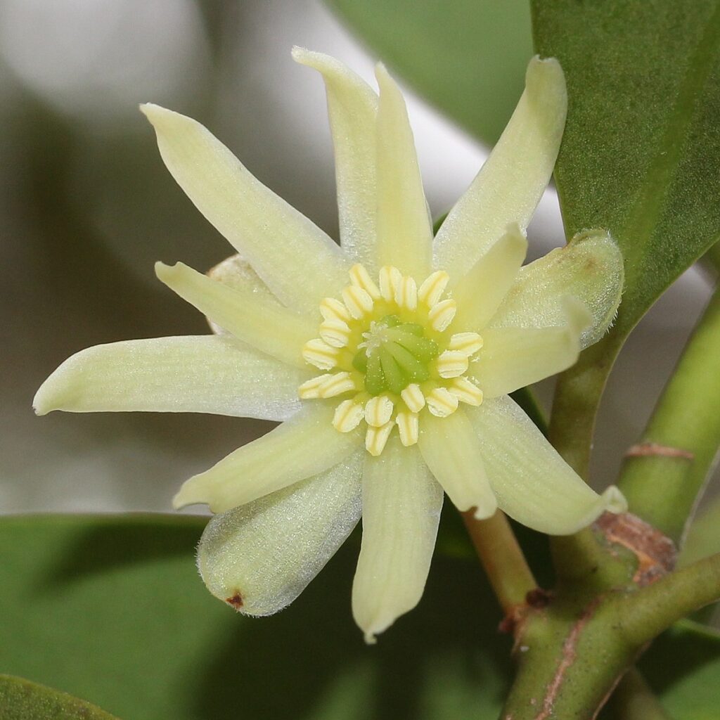 Japanischer Sternanis (Illicium anisatum)