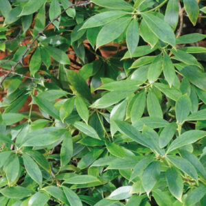 Sternanis (Illicium verum)