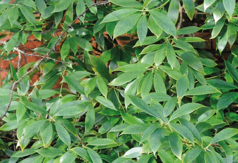 Sternanis (Illicium verum)