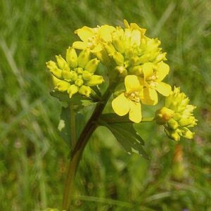 Barbarakraut (Barbarea vulgaris)