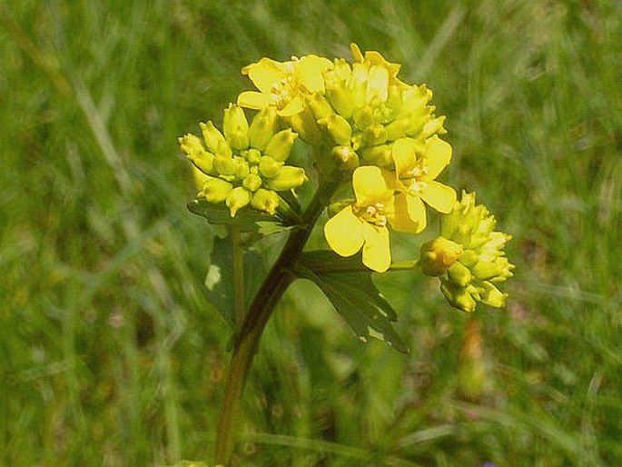 Barbarakraut (Barbarea vulgaris)