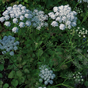Anis (Pimpinella anisum)
