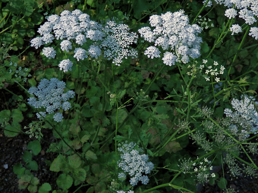 Anis (Pimpinella anisum)