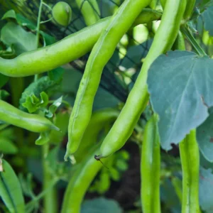 Saubohne (Vicia faba)