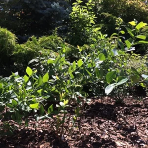 Junge Sträucher der Kulturheidelbeere (Vaccinium corymbosum) in einem mit Rindenmulch abgedeckten Gartenbeet