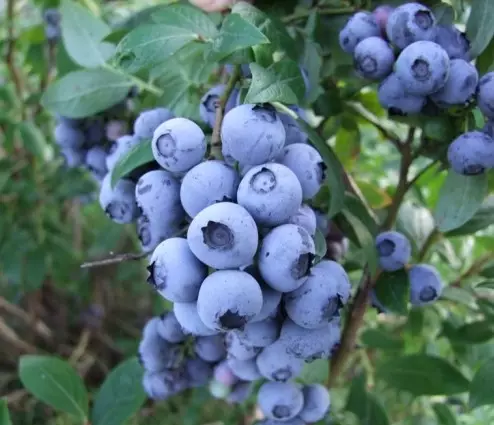 Strauchheidelbeere (Vaccinium corymbosum) 'Berkeley'