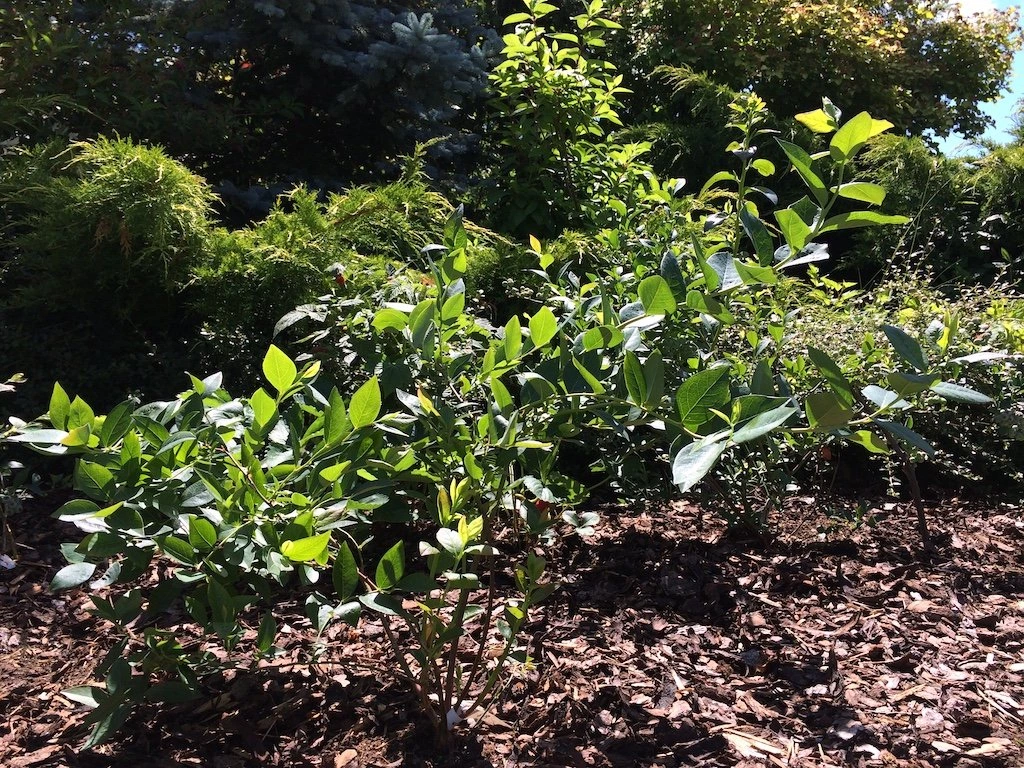 Kulturheidelbeere (Vaccinium corymbosum)
