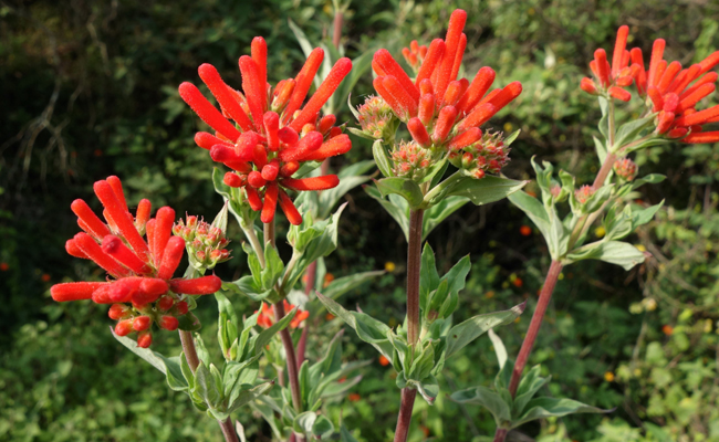 Bouvardie (Bouvardia)
