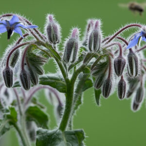 Borretsch (Borago officinalis)