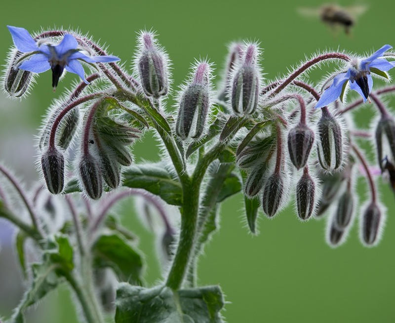 Borretsch (Borago officinalis)
