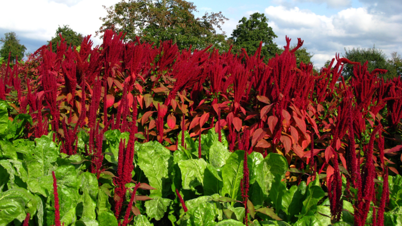 Fuchsschwanz (Amaranthus hypochondriacus) 'Roter Dom'