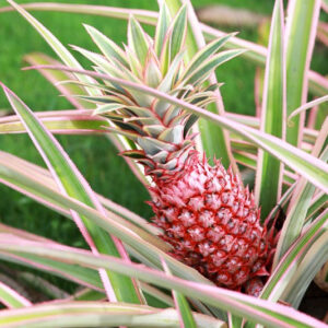 Buntblättrige Ananas (Ananas comosus 'Variegatus')