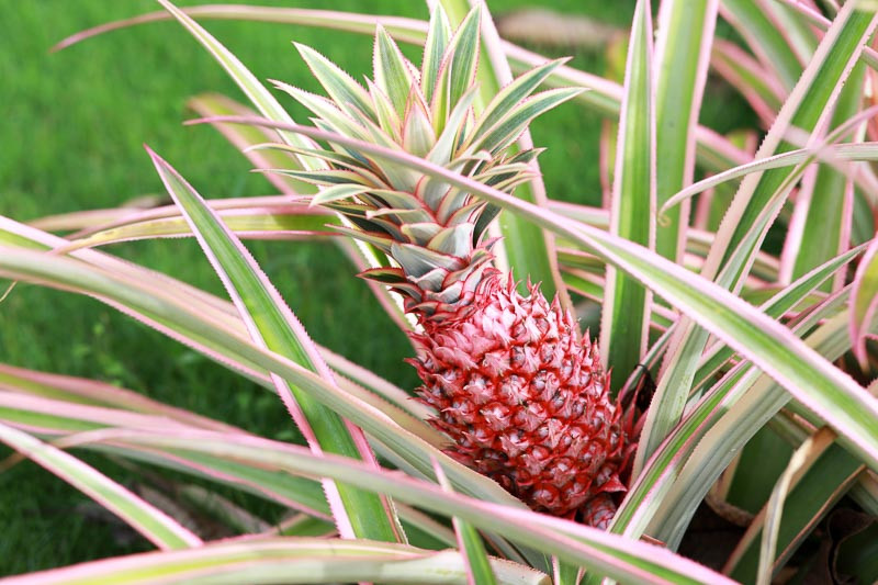 Buntblättrige Ananas (Ananas comosus 'Variegatus')