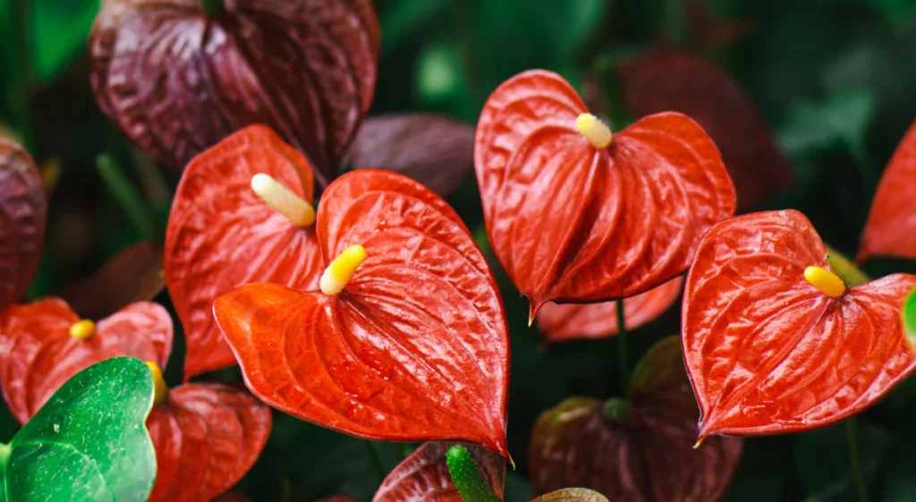 Flamingoblume, Anthurium (Anthurium)
