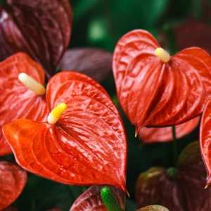 Flamingoblume, Anthurium (Anthurium)