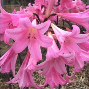 Belladonnalilie (Amaryllis bella-donna)