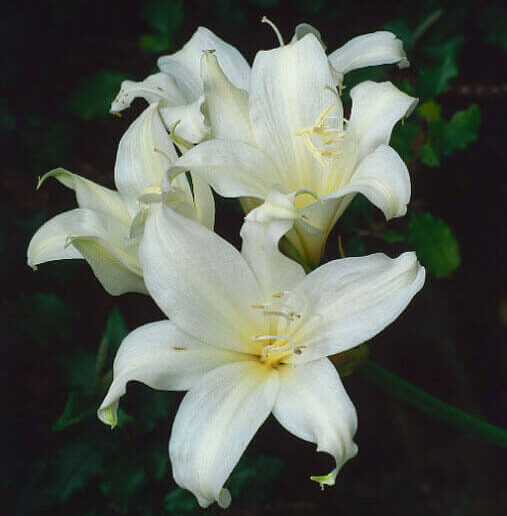 Belladonnalilie (Amaryllis bella-donna) 'Hathor'
