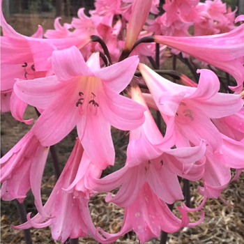 Belladonnalilie (Amaryllis bella-donna)