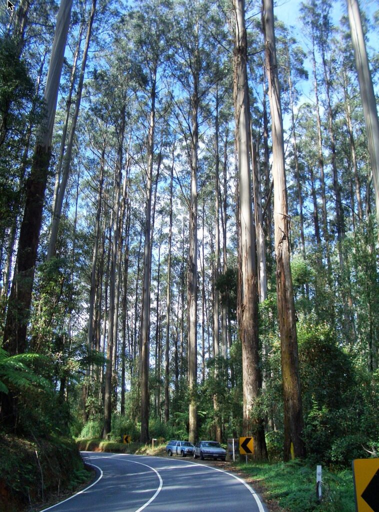 Königlicher Eukalyptus (Eucalyptus regnans) im Gebirge Black Spur, Victoria.