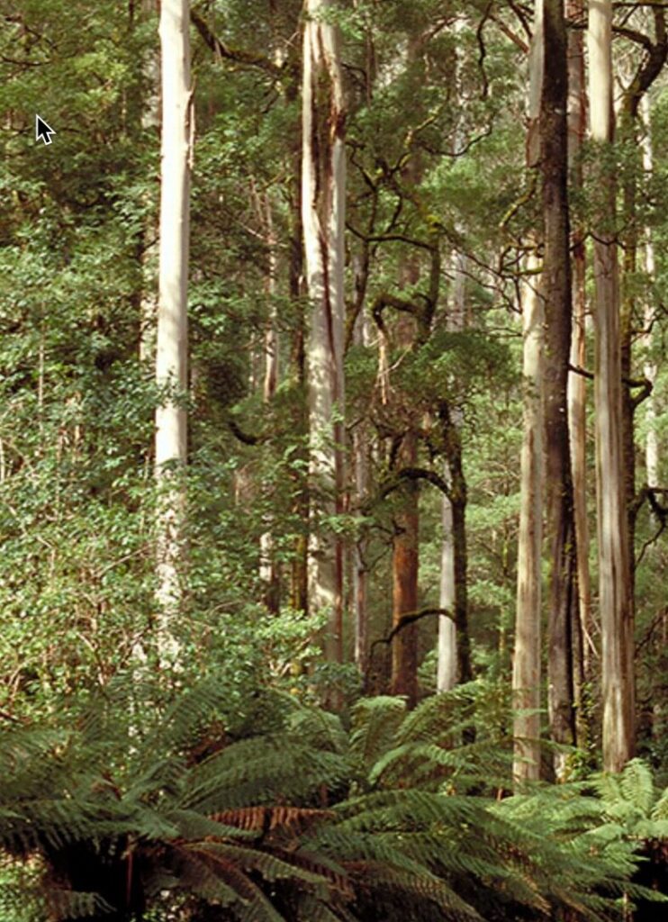 Wald des königlichen Eukalyptus