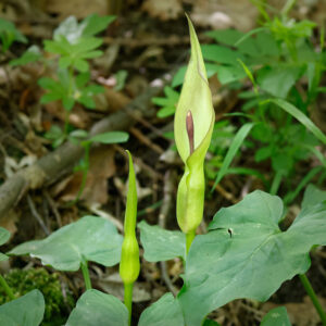 Östlicher Aronstab (Arum orientale)