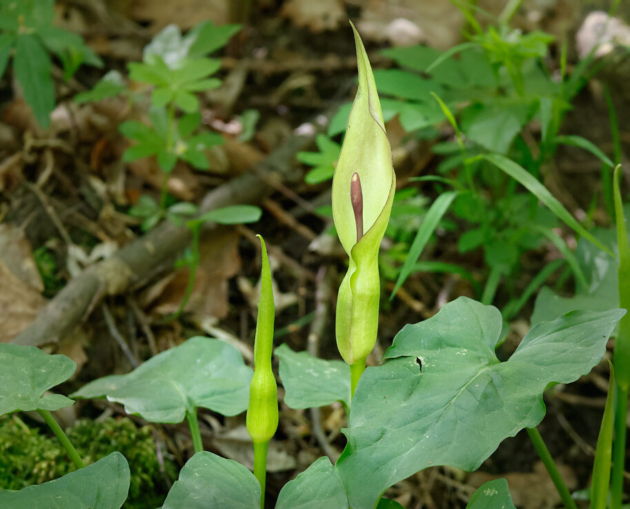 Östlicher Aronstab (Arum orientale)