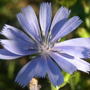 Gemeine Wegwarte (Cichorium intybus)