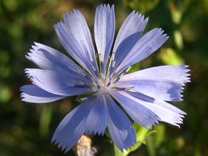 Gemeine Wegwarte (Cichorium intybus)