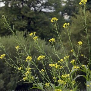 Schwarzer Senf (Brassica nigra)