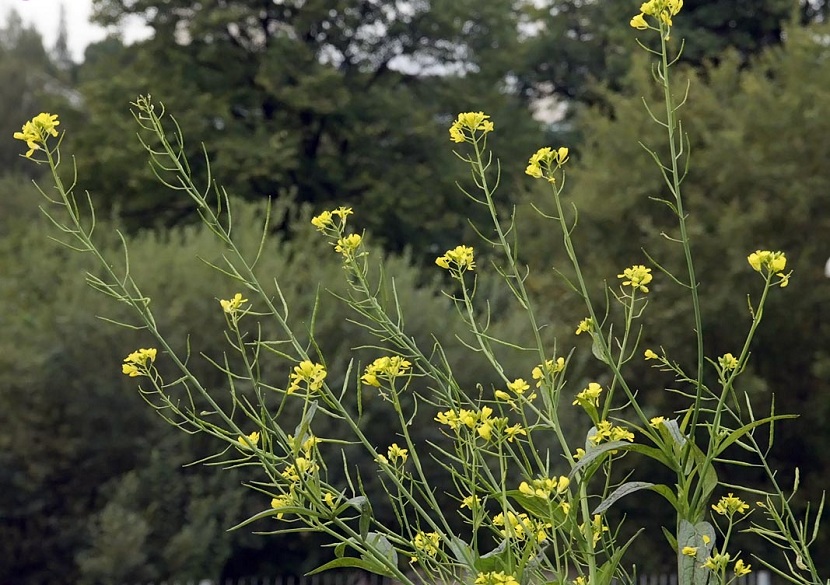 Schwarzer Senf (Brassica nigra)