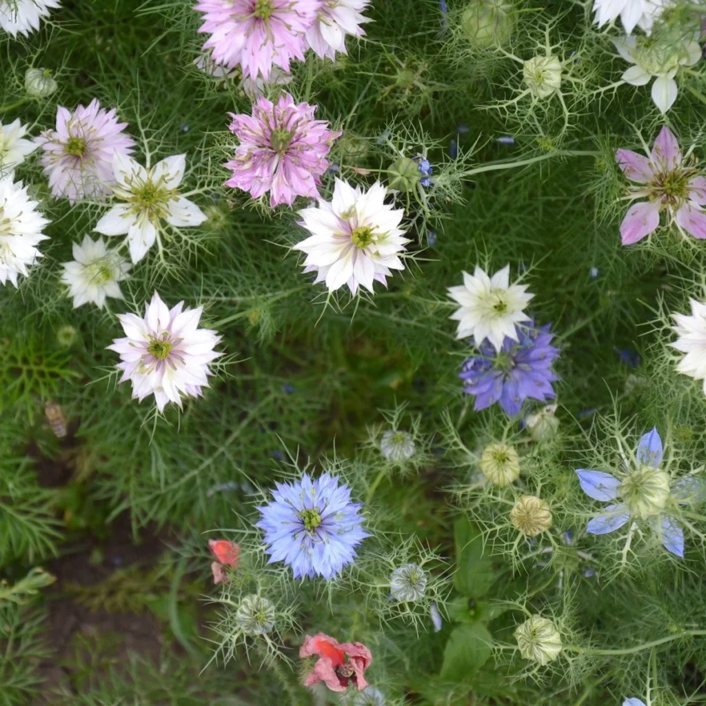 Jungfer im Grünen (Nigella damascena)