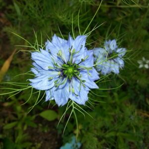 Schwarzkümmel (Nigella sativa)