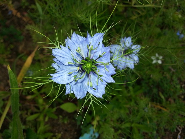 Schwarzkümmel (Nigella sativa)