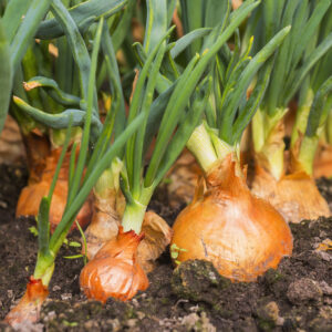 Küchenzwiebel (Allium cepa)