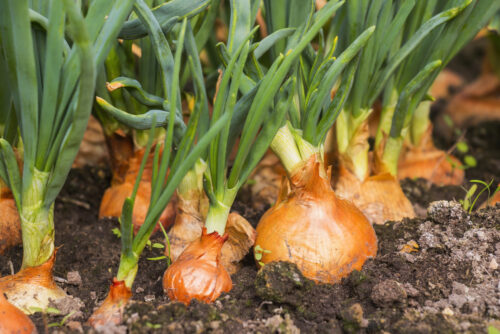 Küchenzwiebel (Allium cepa)