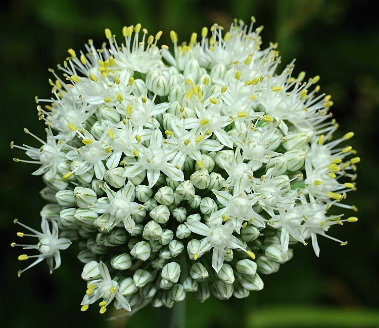 Küchenzwiebel (Allium cepa)