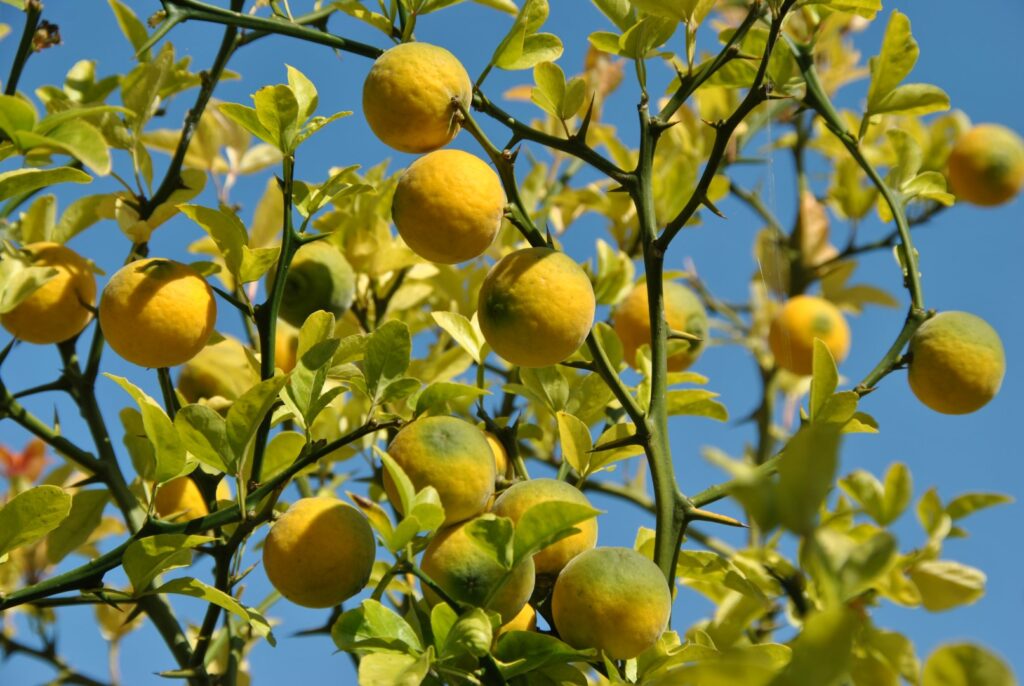 Dreiblättrige Bitterorange (Poncirus trifoliata)