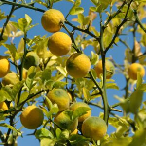 Dreiblättrige Orange (Poncirus trifoliata)