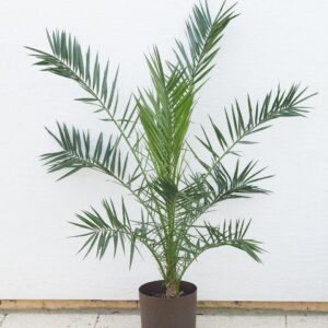 Dattelpalme (Phoenix)