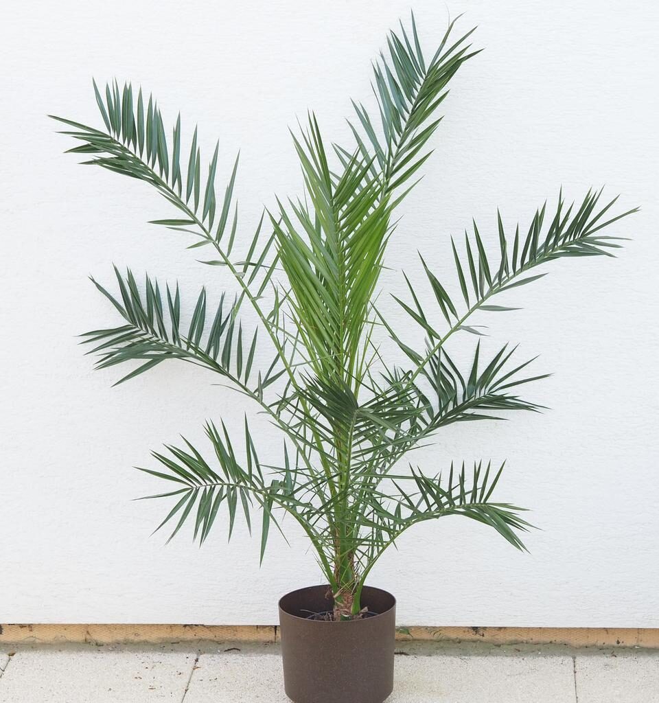 Dattelpalme (Phoenix)