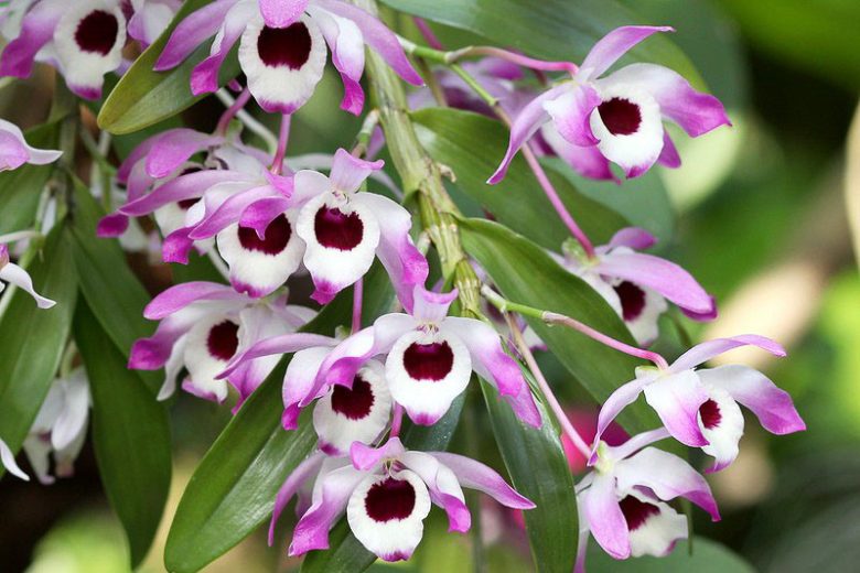 Dendrobium nobile