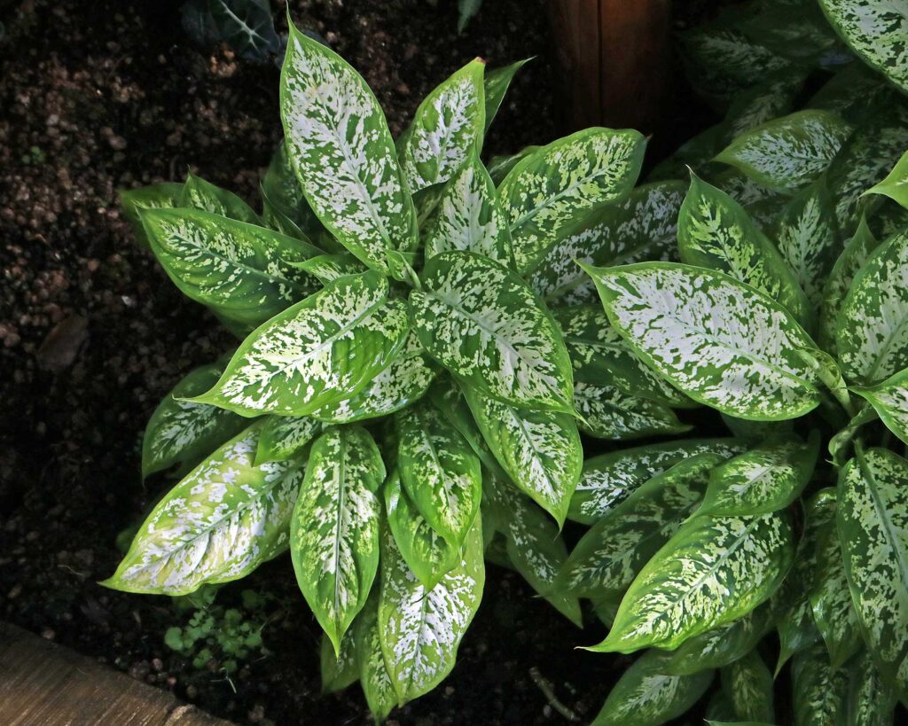 Dieffenbachia 'Exotica'