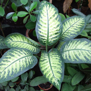 Dieffenbachie (Dieffenbachia)