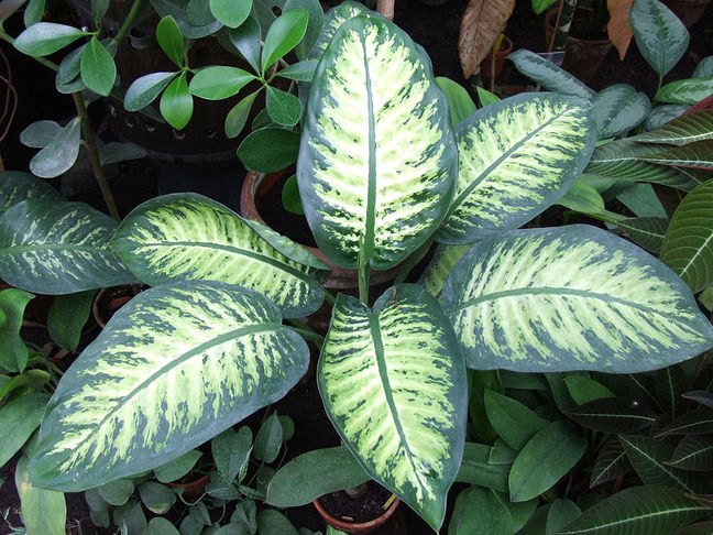 Dieffenbachie (Dieffenbachia)