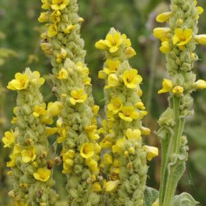Großblütige Königskerze (Verbascum densiflorum)