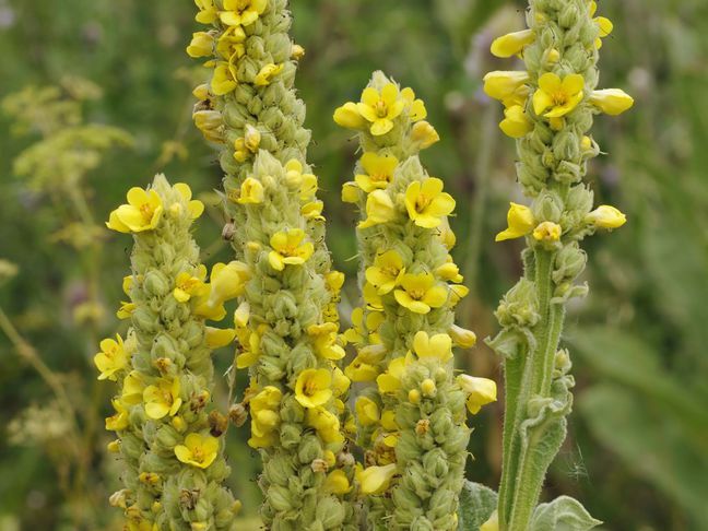 Großblütige Königskerze (Verbascum densiflorum)