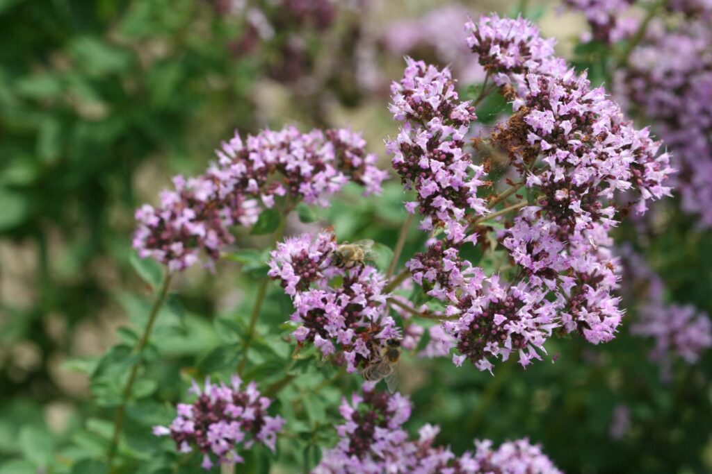 Oregano (Origanum vulgare)
